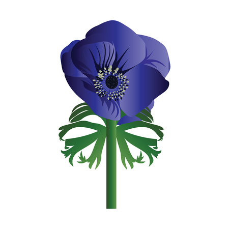 Vector illustration of anemone flower on white background.のイラスト素材
