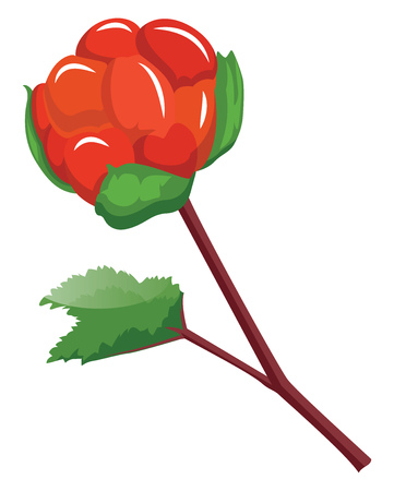 Red cloudberry on a branch with green leafs cartoon fruit vector illustration on white background.のイラスト素材