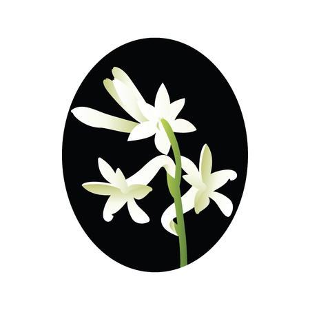 Vector illustration of white tuberose flower in blsck circle on white background.のイラスト素材