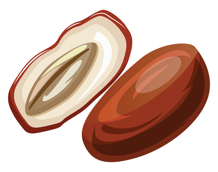 Brown and white raw date  cut in half cartoon fruit vector illustration on white background.のイラスト素材