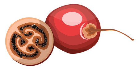Red tamarillo fruit half a tamarillo with black seed vector illustration on white background.のイラスト素材