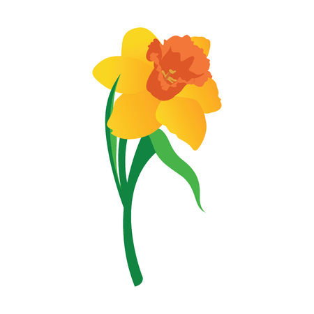 Vector illustration of orange and yellow daffodil flower with grren leafs on white background.のイラスト素材