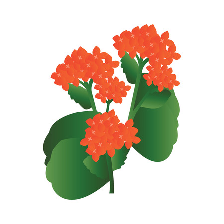 Vector illustration of orange kalanchoe flowers with green leafs on white background.のイラスト素材