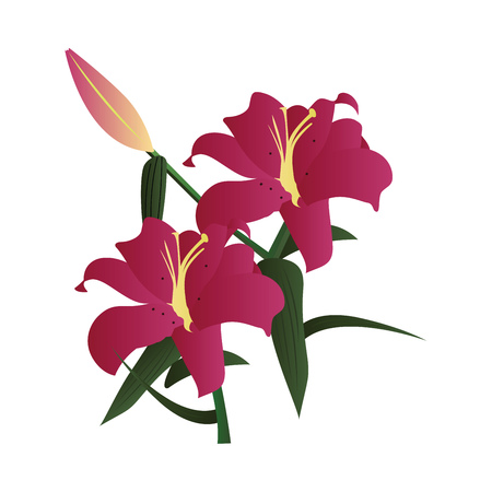 Vector illustration of dark pink lily flowers with green leafs and bud on white background.のイラスト素材