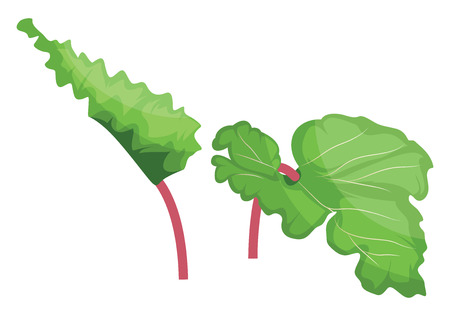 Green and pink rhubarb leafs vector illustration of vegetables on white background.のイラスト素材
