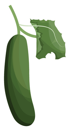 Green cucumber with green leaf vector illustration of vegetables on white background.のイラスト素材