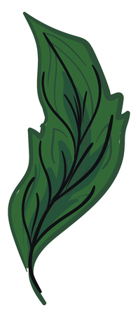 Drawing a green feather with various black vanes vector color drawing or illustrationのイラスト素材