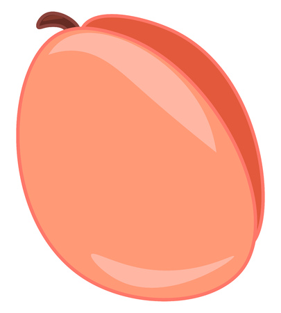 A fresh juicy apricot fruit vector or color illustrationのイラスト素材