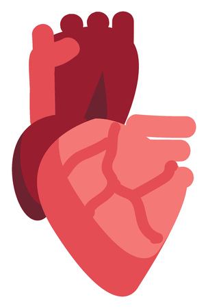 Vector illustration of a human heart on white backgroundのイラスト素材