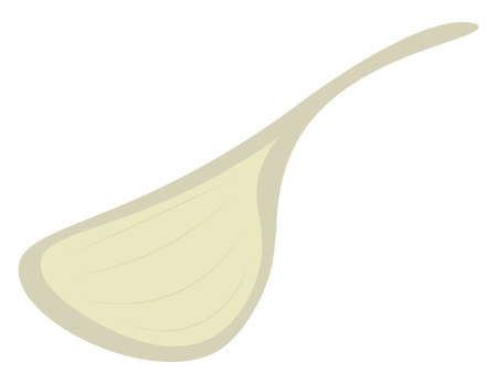 Single clove of garlic vector or color illustrationのイラスト素材
