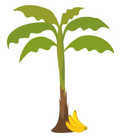 A banana tree with lot of leaves which is yet to bear fruits vector color drawing or illustrationのイラスト素材