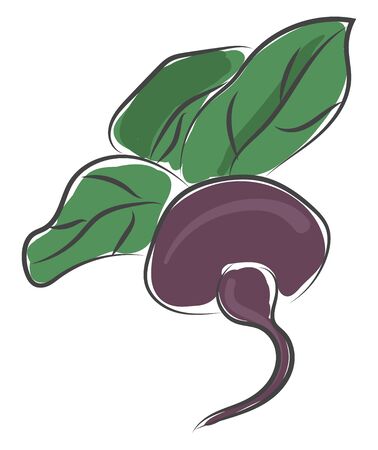 Drawing of a fresh beetroot with large leaves directly from the farm vector color drawing or illustrationのイラスト素材
