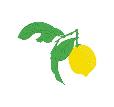 A fresh ripe lemon in yellow color with green leaves on it vector color drawing or illustrationのイラスト素材