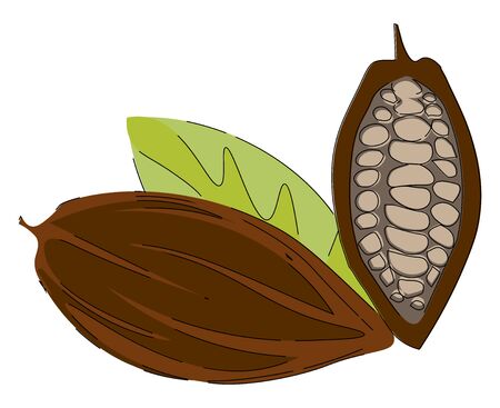 Cacao beans  fruit or pod of the cacao tree with rough  leathery brown rind filled with pulp and seeds exposed are pale lavender to dark brownish purple color  vector  color drawing or illustrationのイラスト素材