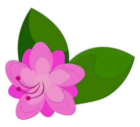 Purple-colored azalea flowers the flowering shrub that blooms in the spring looks adorable with dark-purple colored stamens and two green leaves  vector  color drawing or illustrationのイラスト素材