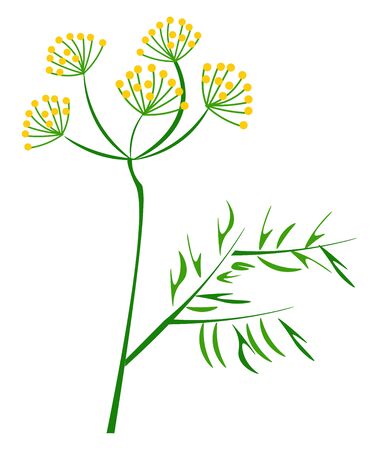 Portrait of the dill plant with yellow flowers and elongated leaves on the slender stalks of the stem  vector  color drawing or illustrationのイラスト素材