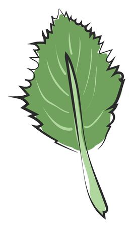 Clipart of an ovate green leaf with a margin and alternate venation  vector  color drawing or illustrationのイラスト素材