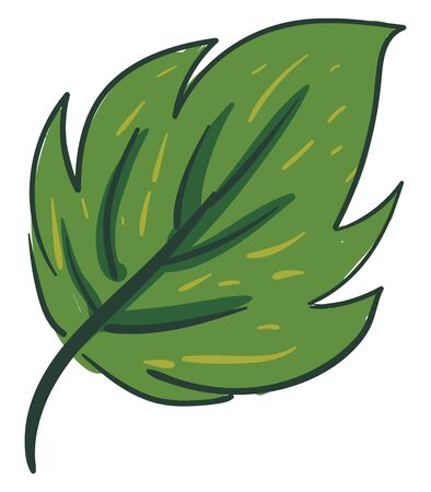 Clipart of an ovate green leaf with a margin  small yellow lines  and alternate venation  vector  color drawing or illustrationのイラスト素材
