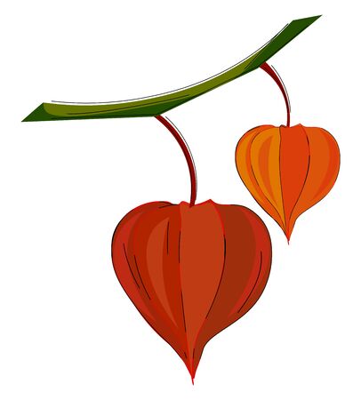 An orange and red colored physalis fruits hanging on the branches of the tree  vector  color drawing or illustrationのイラスト素材