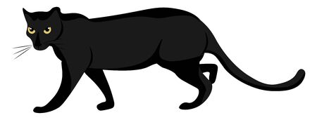Cartoon of a large wild black cat with short legs  long body  a big skull  florescent eyes  whiskers  and a long tail is walking  vector  color drawing or illustrationのイラスト素材