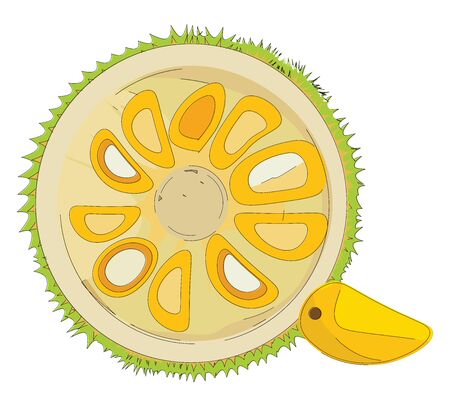 Jackfruit which is cut into half with its pieces peeping out , vector, color drawing or illustration.のイラスト素材