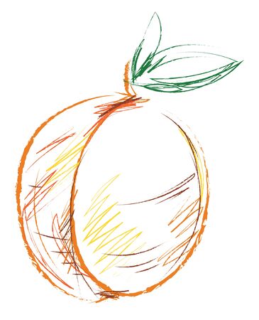 A brown apricot fruit round in shape has a fuzz on its skin, two green leaves on its short stalk, set isolated on white background viewed from the front, vector, color drawing or illustration.のイラスト素材