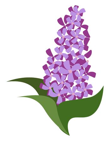 A group of purple flowers on three green leaves, vector, color drawing or illustration.のイラスト素材