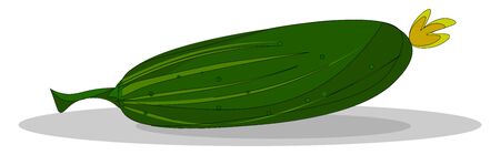 A dark green cucumber, vector, color drawing or illustration.のイラスト素材