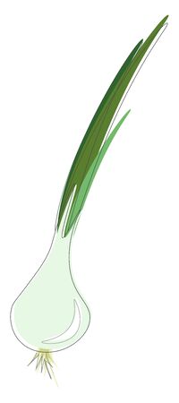 Green onions with leaves and roots, vector, color drawing or illustration.のイラスト素材