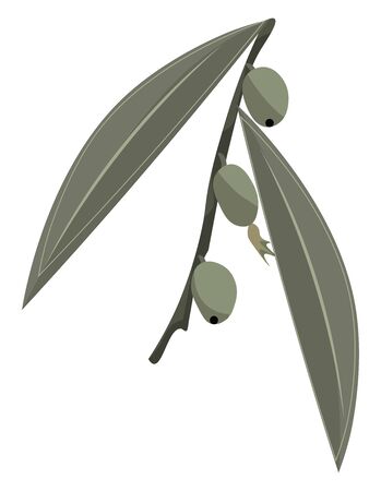 Black colored stem with olives on it and leaves, vector, color drawing or illustration.のイラスト素材