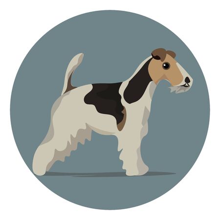 A Wire Fox Terrier Breed Of Dog He Is Black And Brown With White
