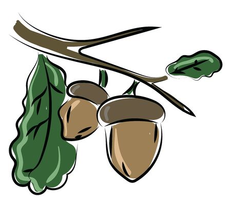 Nuts on tree, illustration, vector on white background.のイラスト素材