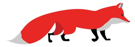 Big fox, illustration, vector on white background.のイラスト素材