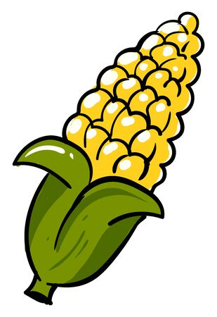 Fresh corn, illustration, vector on white background.のイラスト素材