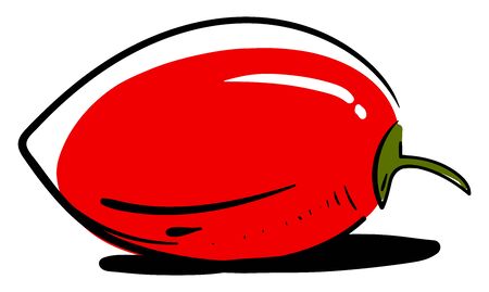 Tamarillo, illustration, vector on white background.のイラスト素材