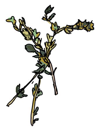 Thyme painting, illustration, vector on white background.のイラスト素材