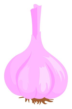 Pink onion, illustration, vector on white background.のイラスト素材