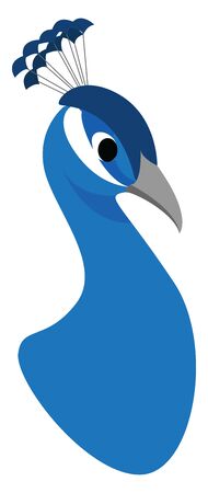 Blue peacock, illustration, vector on white background.のイラスト素材