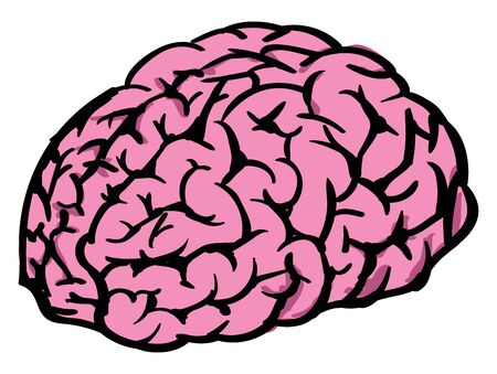 Human brain, illustration, vector on white background.