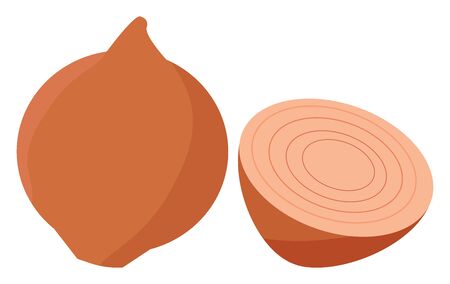 Onions, illustration, vector on white background.のイラスト素材