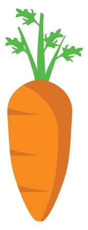 Fresh carrot, illustration, vector on white background.のイラスト素材