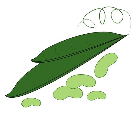 Green beans, illustration, vector on white background.のイラスト素材
