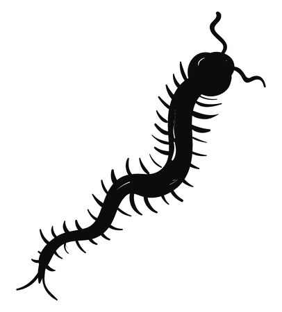 Black centipede, illustration, vector on white background.のイラスト素材