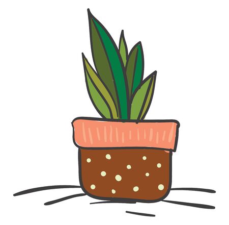 A small saga palm in brown pot, vector, color drawing or illustration.のイラスト素材