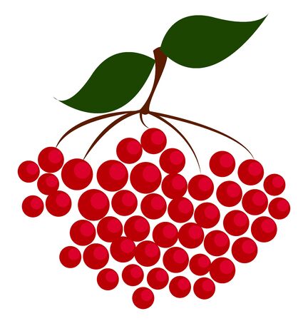 Red berries, illustration, vector on white background.のイラスト素材