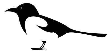 Magpie bird, illustration, vector on white background.のイラスト素材