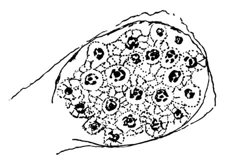 Growth of spores of a Cyclospora Cayetanensis, vintage line drawing or engraving illustration.のイラスト素材