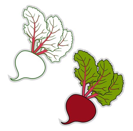 fresh beetroot, illustration, vector on white background.のイラスト素材