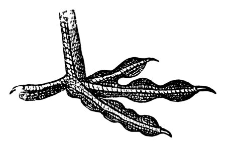 Fin Footed Coot Foot in which the toes being separately furnished with flaps, vintage line drawing or engraving illustration.のイラスト素材