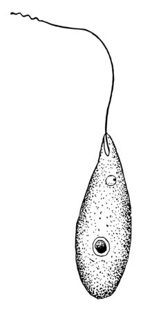 The phylum Sarcomastigophora belongs to the Protist kingdom and it includes many unicellular or colonial, vintage line drawing or engraving illustration.のイラスト素材